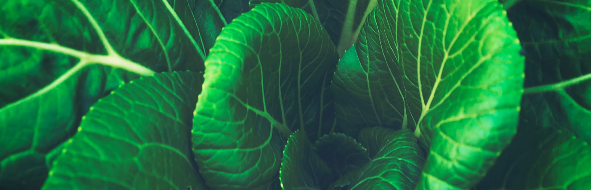 Violife Professional: Unsere Markenvielfalt