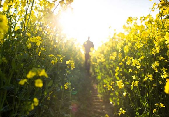Person läuft im Rapsfeld der Sonne entgegen