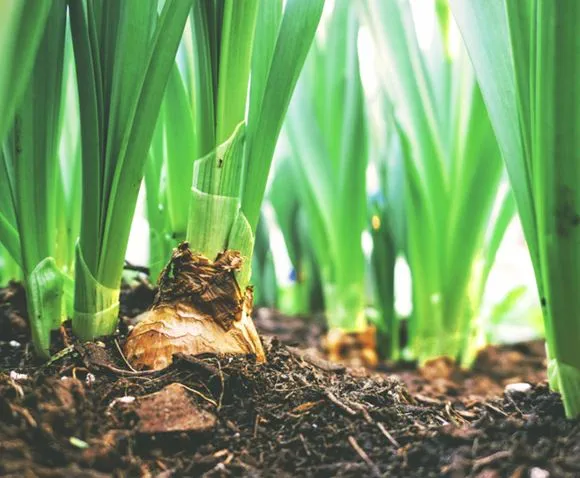 Better for plant