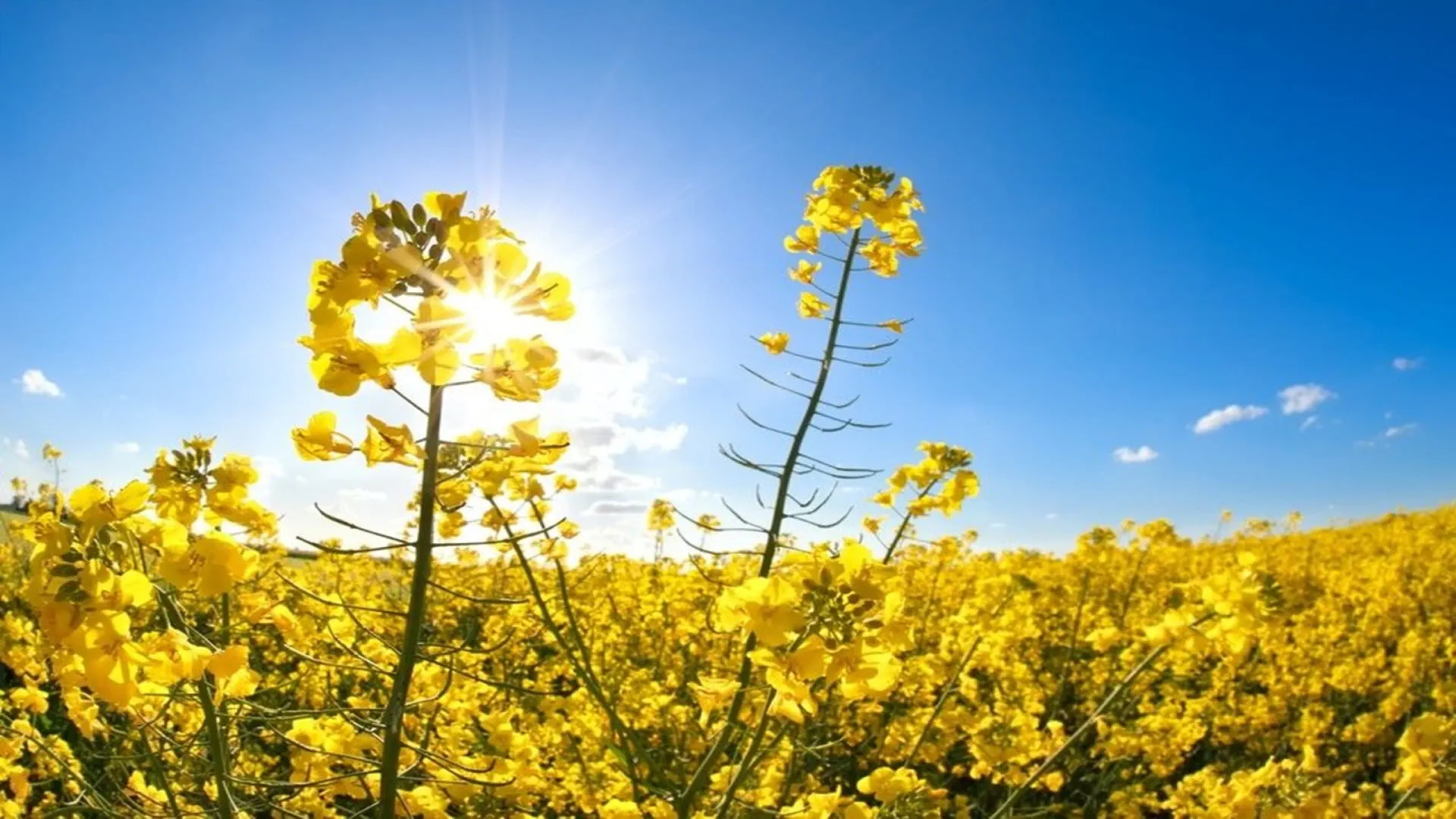 tournesol nature upfield