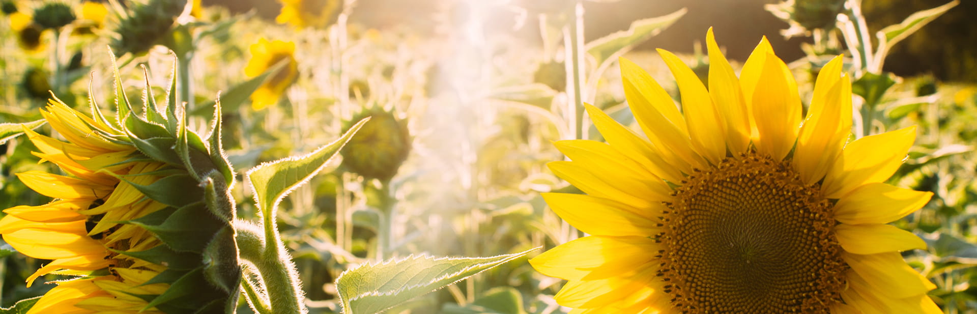  laukai, gėlės, rapsai