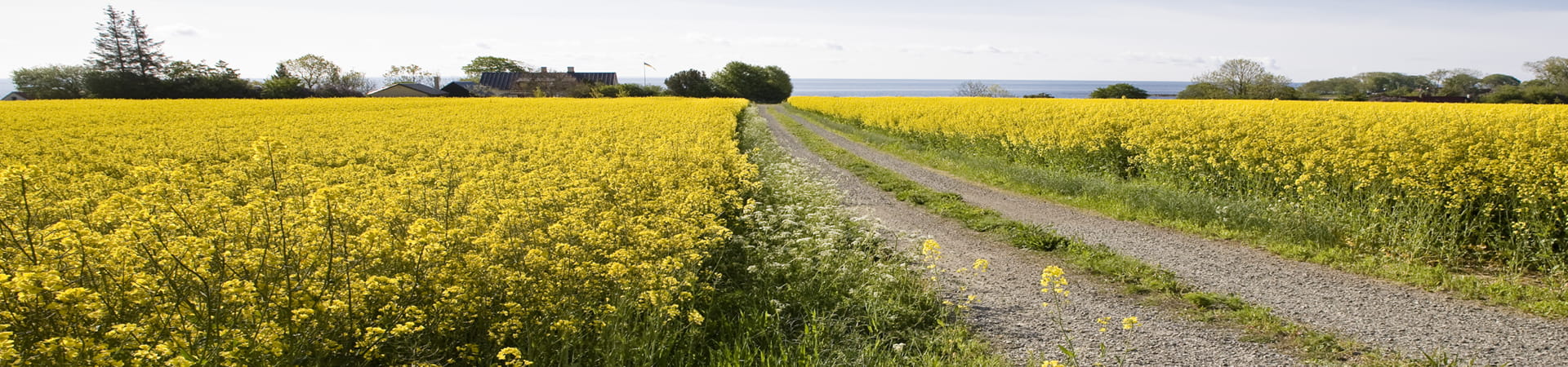 fält, raps, blommor